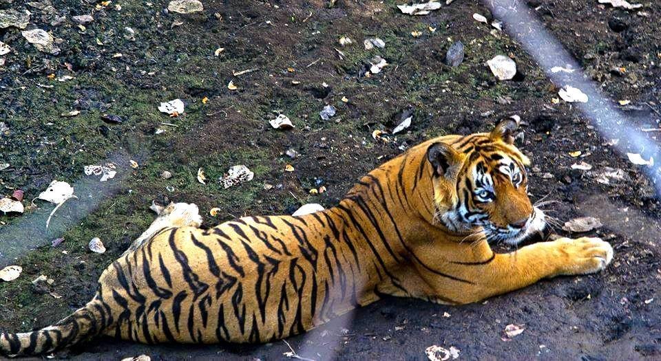 t-24-killed-a-forest-guard-ranthambore