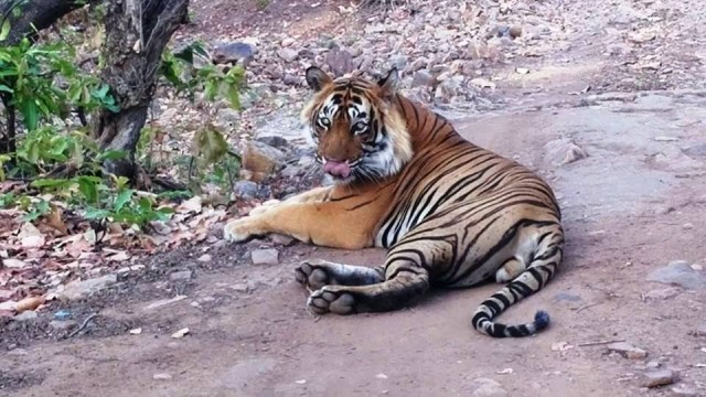 Rowdy Ranthambore (T-24) Condition: Happenings in Ranthambore National Park