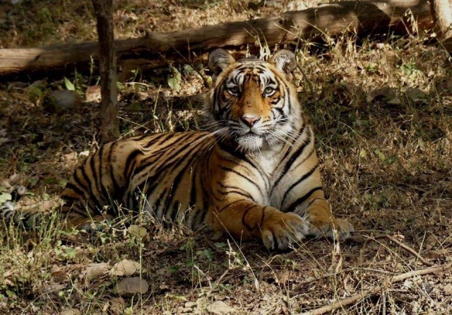 In Ranthambore, the tigress T 107 ran behind tourist vehicles, shifted the safaris to other zones