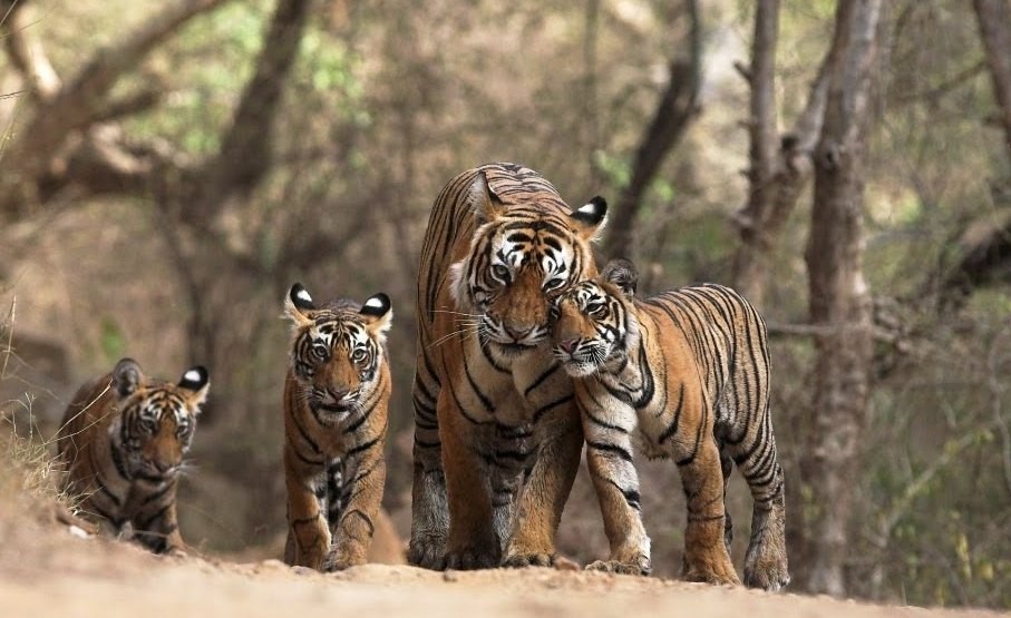 Ultimate-Wildlife-Reality-in-Ranthambore-National-Park