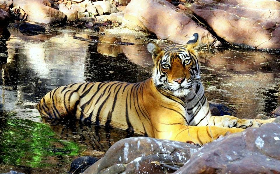 tiger-safari-park-Ranthambor_20200803-092915_1