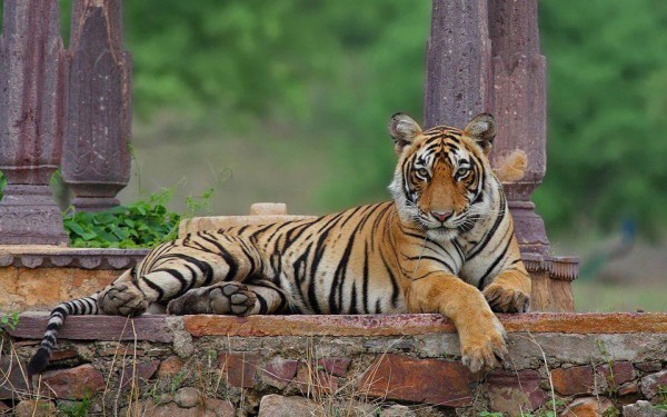 Wildlife-Photography-Tour-in-Ranthambore-National-Par_20200803-070952_1