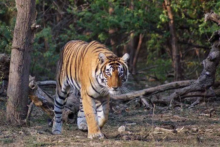 tiger-shifted-from-ranthambore-to-other-parks