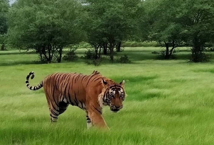 Ranthambore National Park in Monsoon