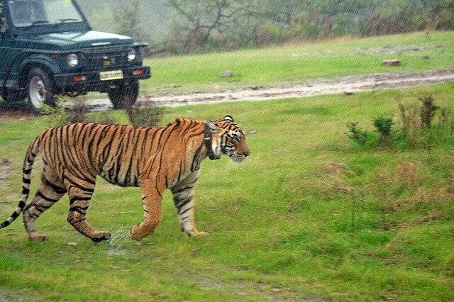 Ranthambore National park open in Monsoon