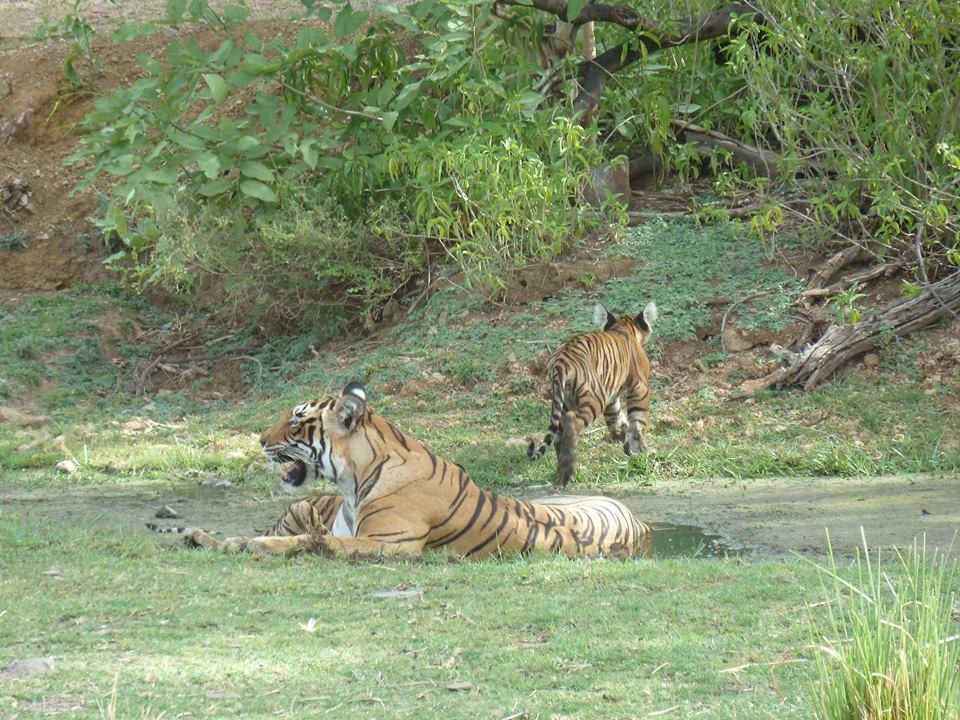 ranthambore tigers with cubs