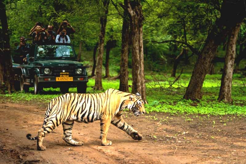 Ranthambore-National-Park