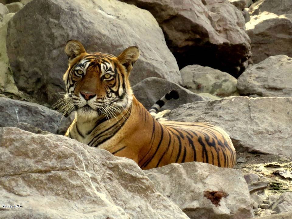 Famous Tiger of Ranthambore