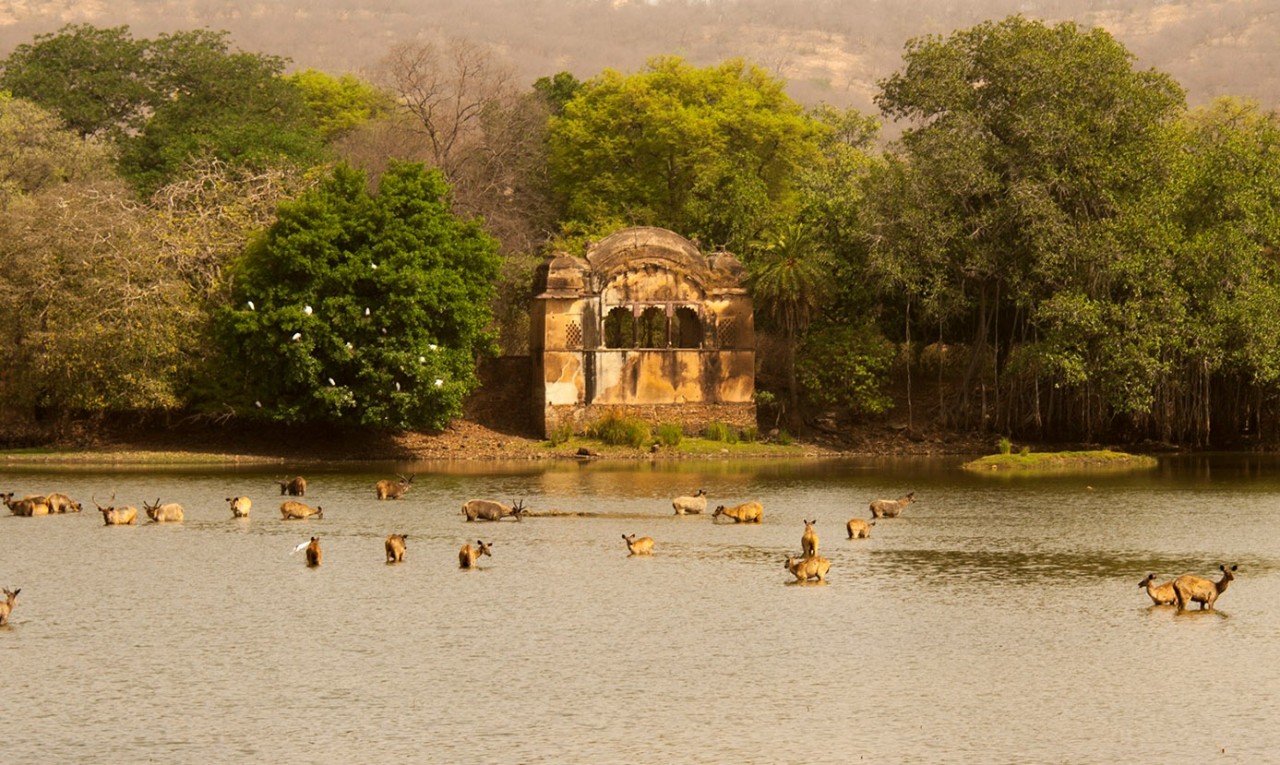 Ranthambore Wildlife Sanctuary