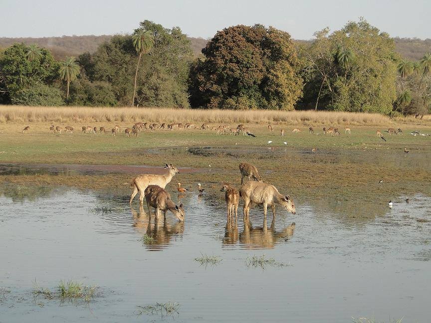 Deer in Ranthambore National Park