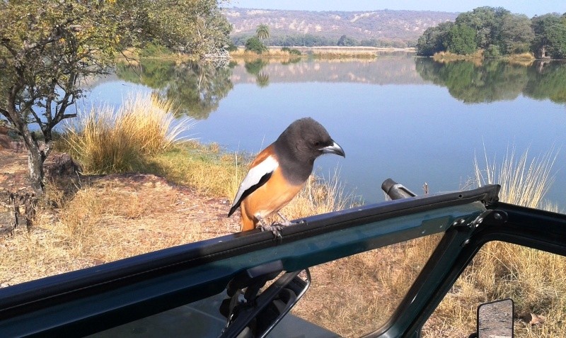 Ranthambore famous birds