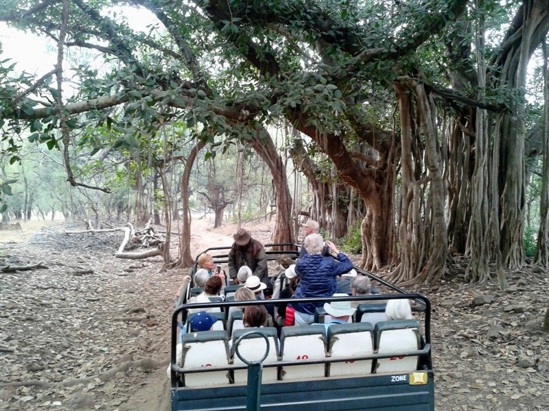 Canter safari in ranthambore 