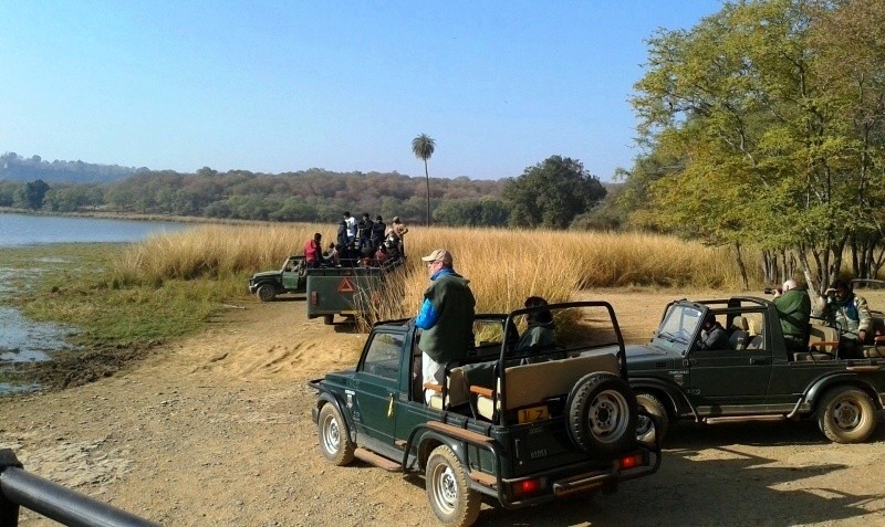 Jungle Safari Ranthambore by Jeep and Canter 
