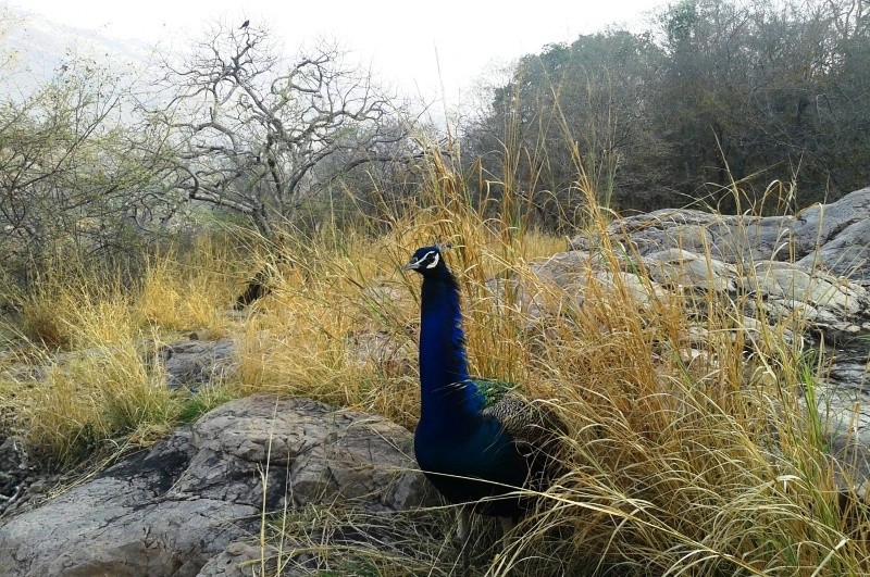 Birds in ranthambore 