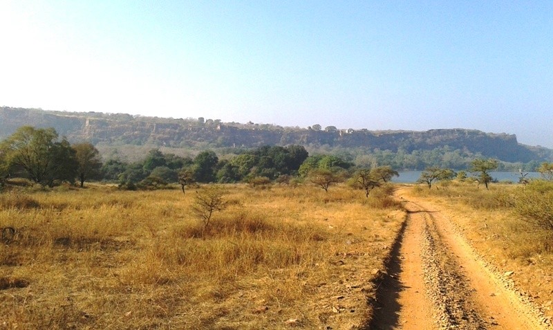 Ranthambore National park Safari 