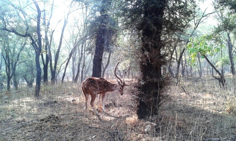 Animals in ranthambore 