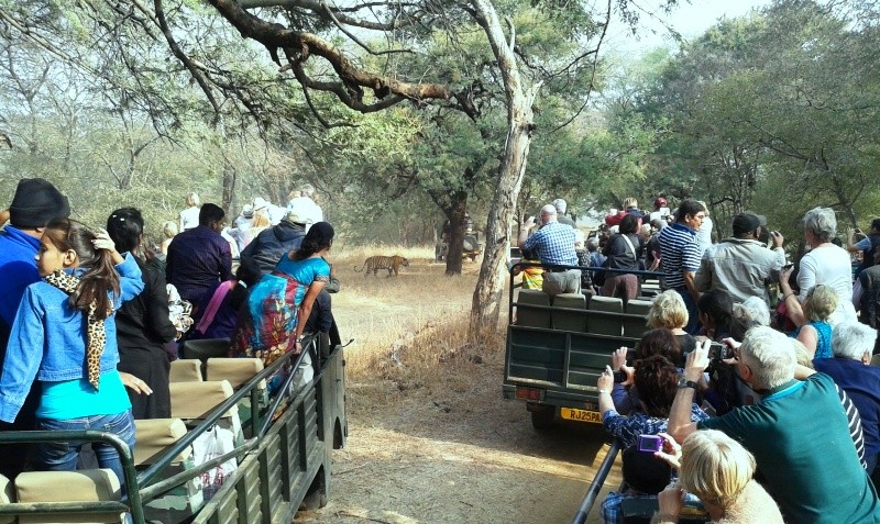 Tiger sighting Ranthambore 