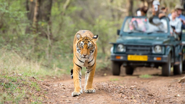 Ranthambore-National-Park