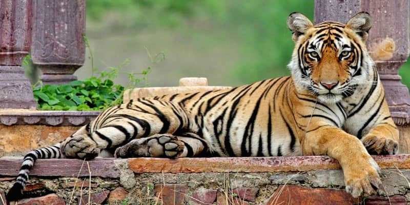 Ranthambore-National-Park-Open-for-safari
