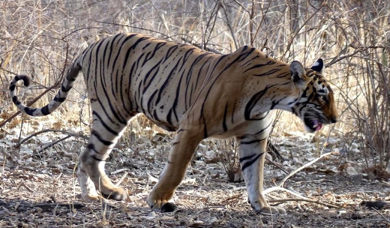 Tiger-T-102-Ranthambor