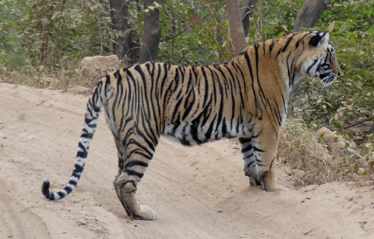 T-107-Sultana-Ranthambore