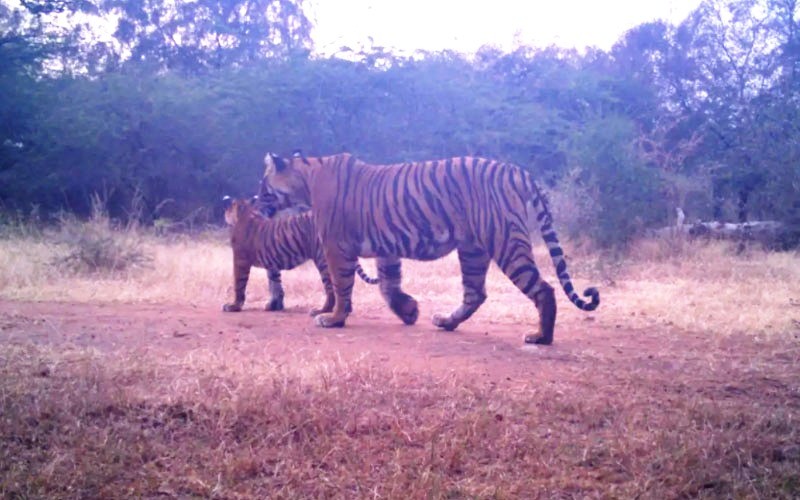 Tigress T 107 Sultana with cubs 