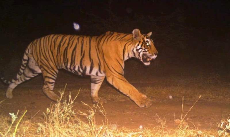 Tiger-T-38-ranthambor