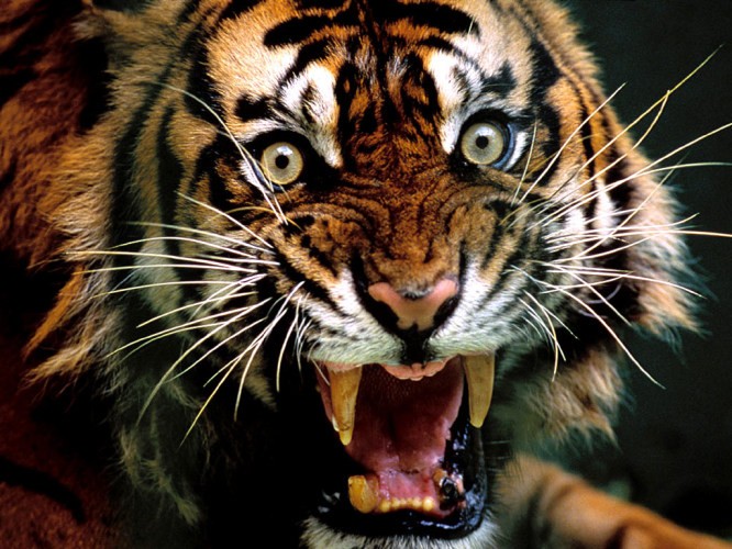 ranthambhore-tiger