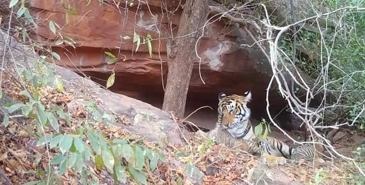 Tigress-T-117-with-cubs