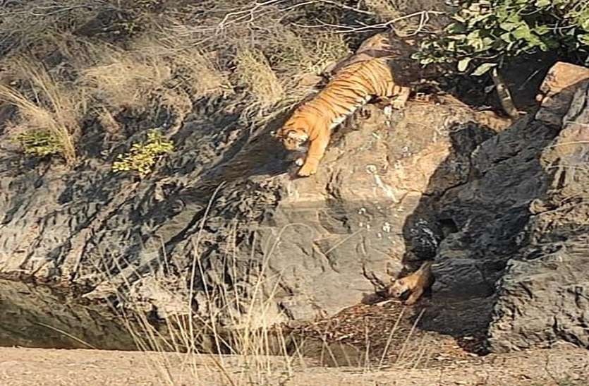 t-60-with-cubs