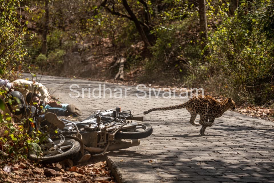 The leopard escaped after saving his life in Ranthambore after suddenly hitting the bike rider.