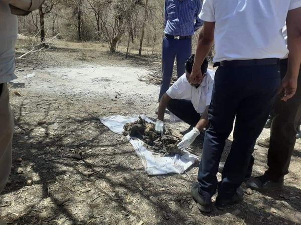 Ranthambore-tigress-t60-dead