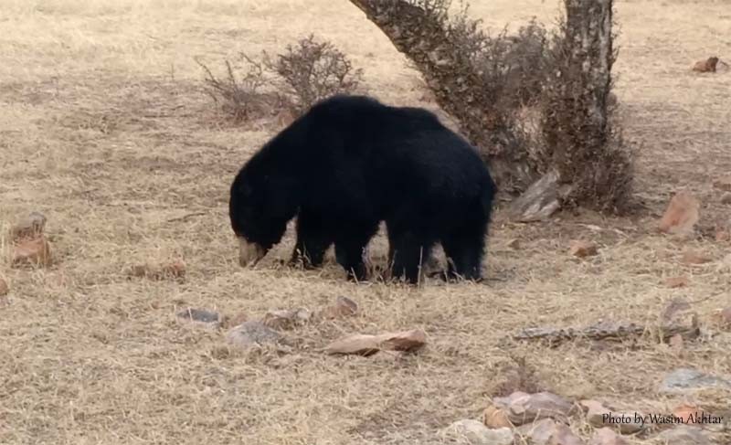 Sloth Bear Ranthambore 