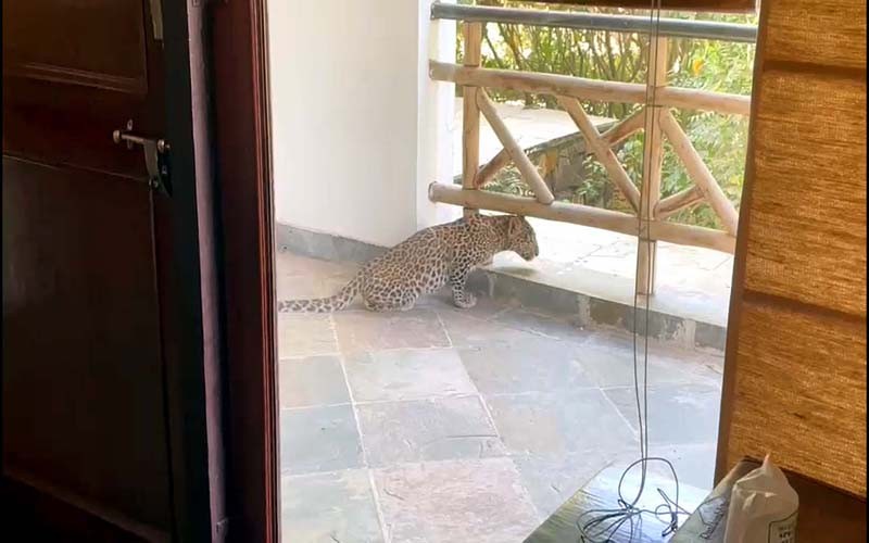 Leopard Cub at Hotel Ranthambore kothi