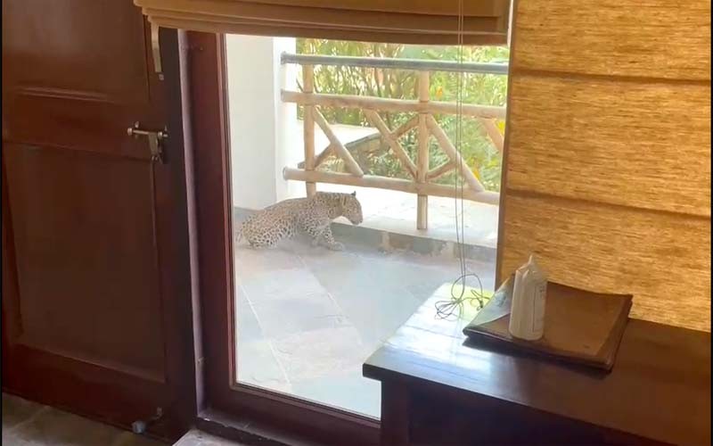 Leopard in Ranthambore Hotel