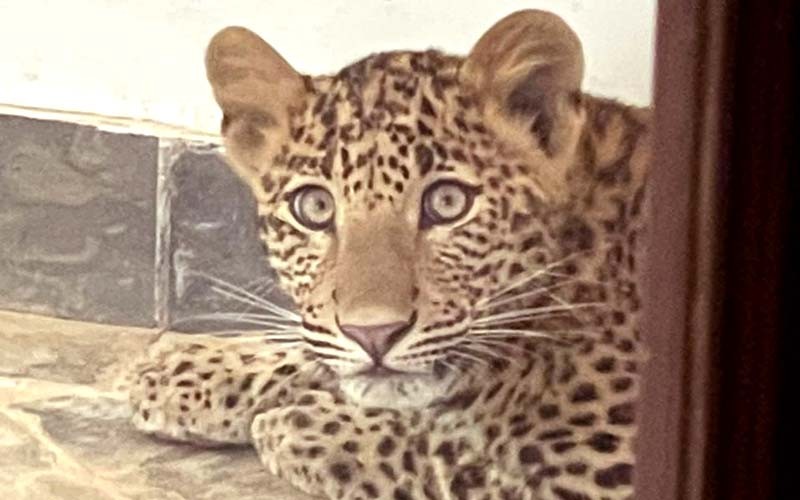Leopard-in-Ranthambore-Hotel