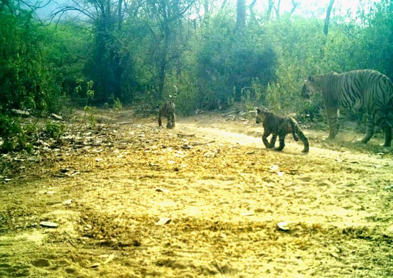 Tigress-T-69-with-2-cubs-in-Ranthambore