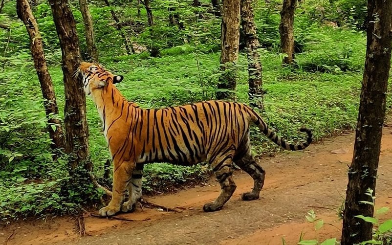 Tigress T 8 in Ranthambhore 
