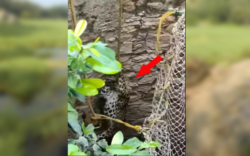 Ranthambore Leopard Rescue