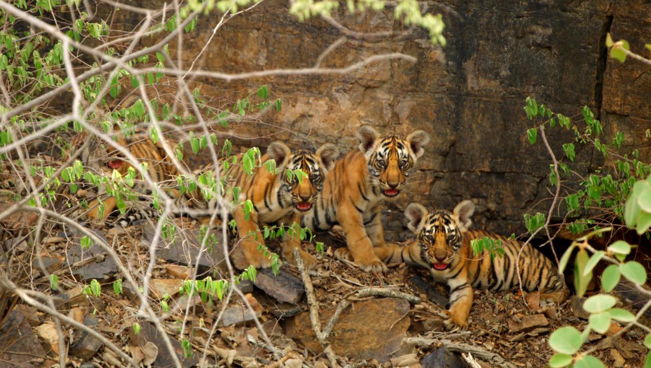 Cubs of Tigress T-111 in Ranthambore National Park