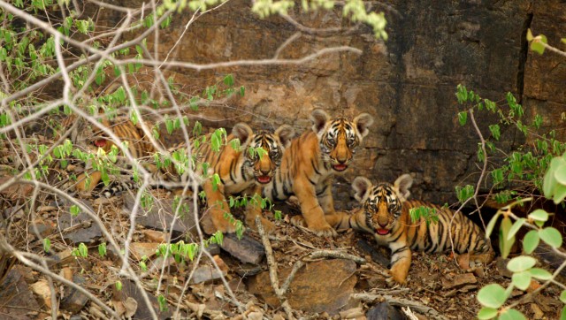 Tigress T-111 gave birth to four cubs in Ranthambore National Park