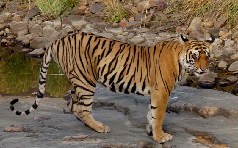 Tigress T-111 Aka Shakti Ranthambore