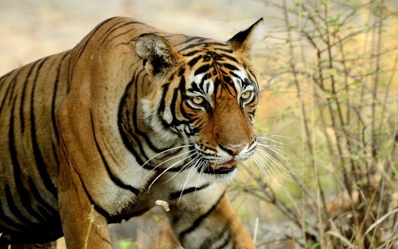 Ranthambore Tiger Photo