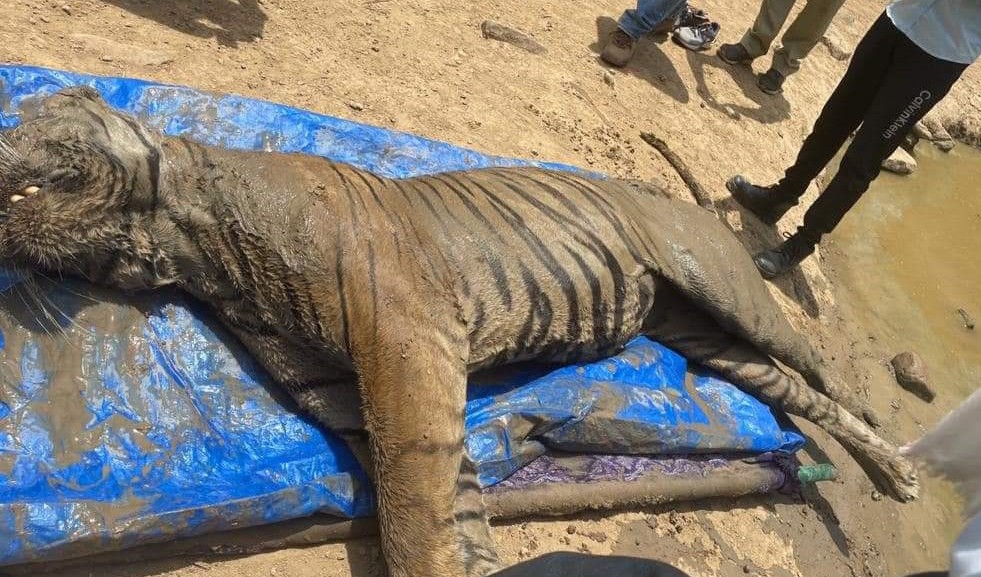 Ranthambore-Tiger-T-65-died