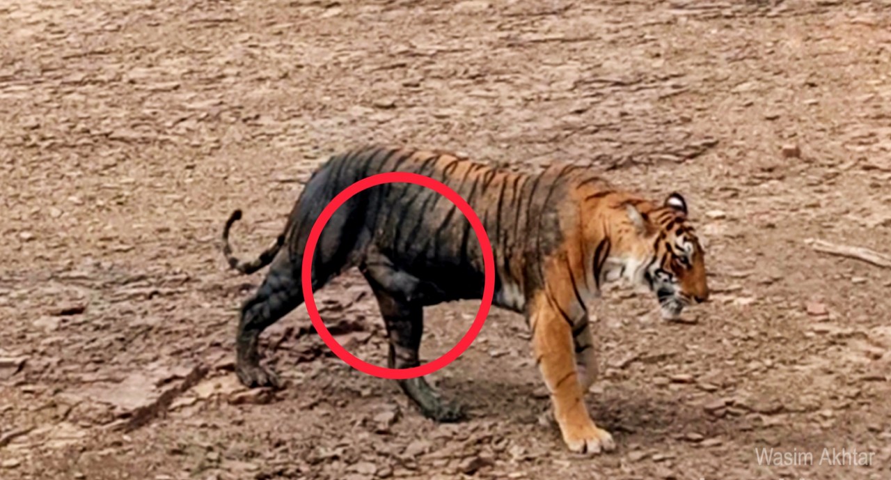 Tigress-Arrowhead-Ranthambore