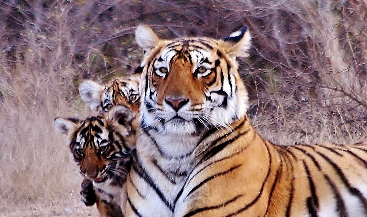 Tigress-Arrowhead-with-cubs