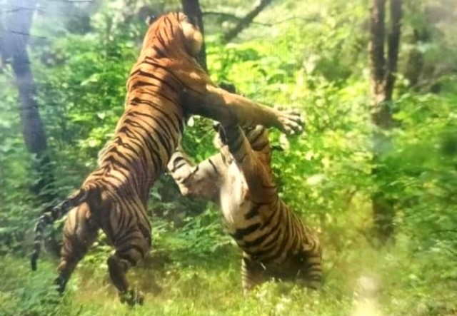 The clash between tigers T57 and T58 in Zone 6 of Ranthambore