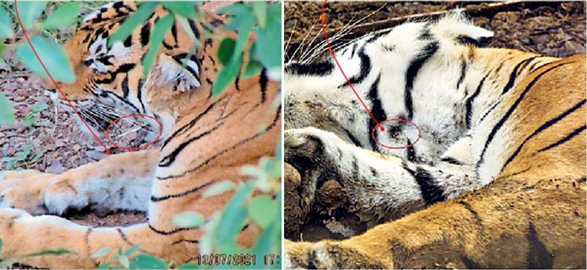 Tigress Arrowhead with porcupine quills
