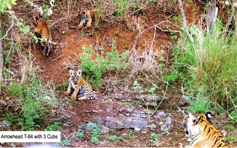 Tigress Arrowhead T-84 with 3 cubs in Ranthambore