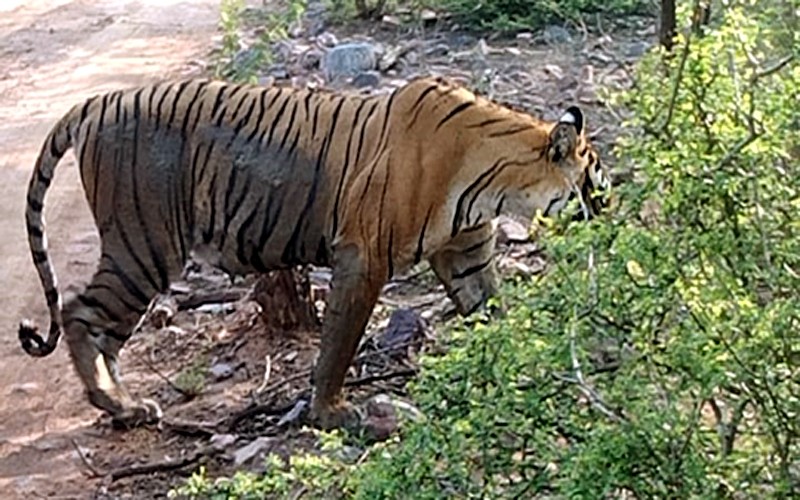tigress-t-99-Ranthambore